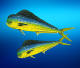 Utility Mat -Fishing Designs