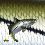 SportFish Snook Terry Towel 16" x 16"