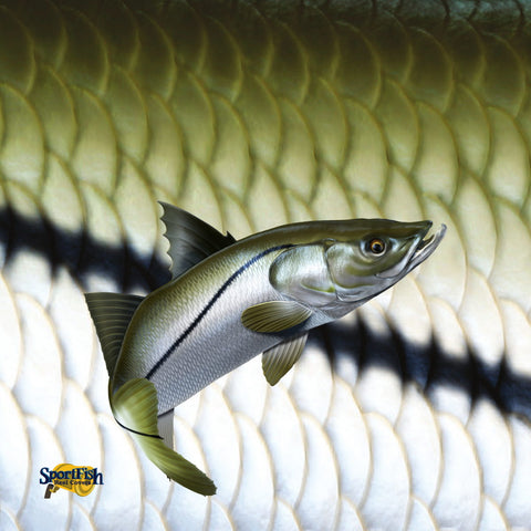 SportFish Snook Terry Towel 16" x 16"